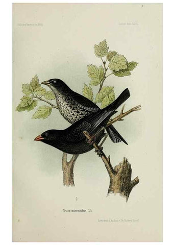 Reproducción/Reproduction 48958050106: Vögel /. Leipzig,1869. 