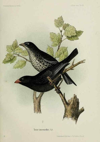 Reproducción/Reproduction 48958050106: Vögel /. Leipzig,1869. 