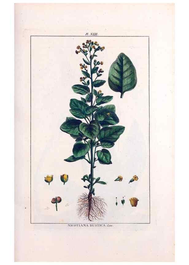 Reproducción/Reproduction 48975793776: Le grand jardin de l'univers,. Paris,Chez l'auteur,1785-1791.. 