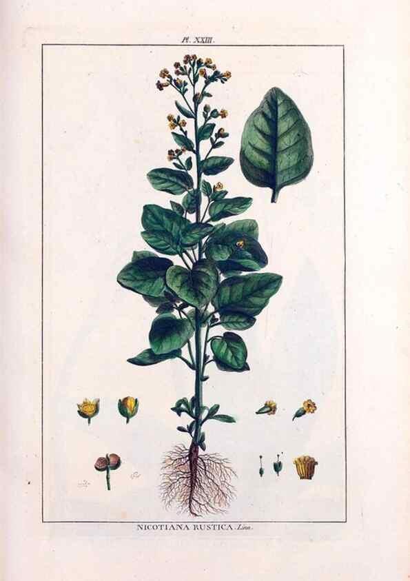 Reproducción/Reproduction 48975793776: Le grand jardin de l'univers,. Paris,Chez l'auteur,1785-1791.. 