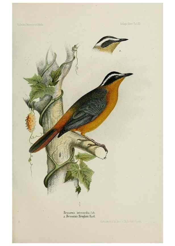 Reproducción/Reproduction 48958235327: Vögel /. Leipzig,1869. 