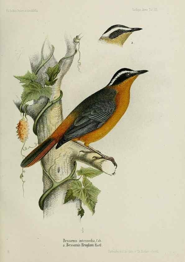 Reproducción/Reproduction 48958235327: Vögel /. Leipzig,1869. 