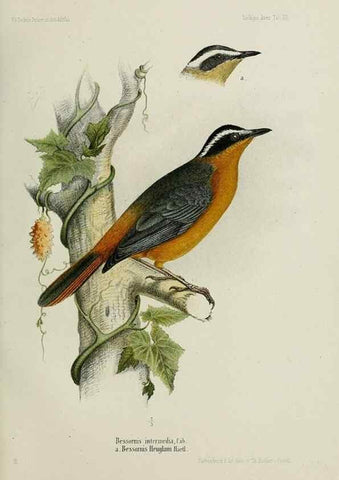 Reproducción/Reproduction 48958235327: Vögel /. Leipzig,1869. 