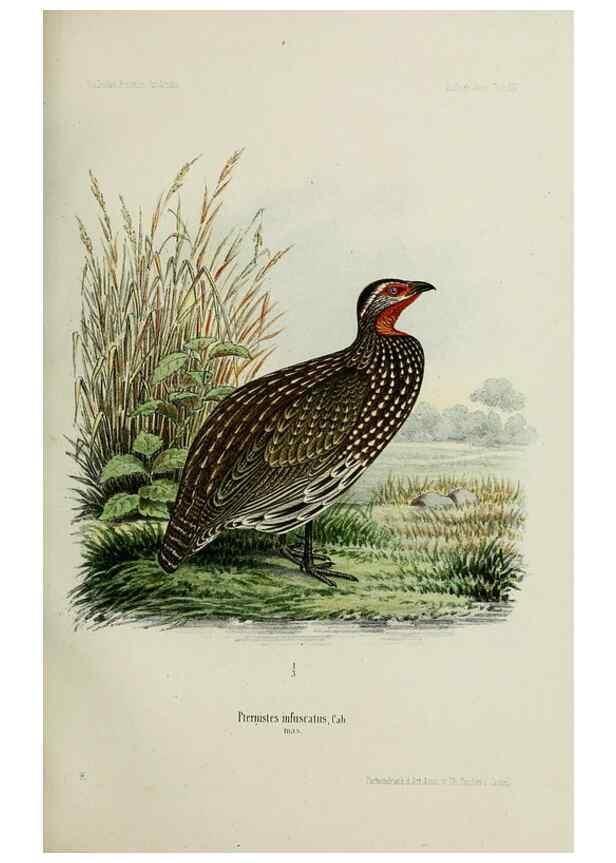 Reproducción/Reproduction 48958236162: Vögel /. Leipzig,1869. 