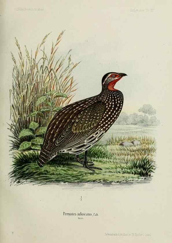 Reproducción/Reproduction 48958236162: Vögel /. Leipzig,1869. 