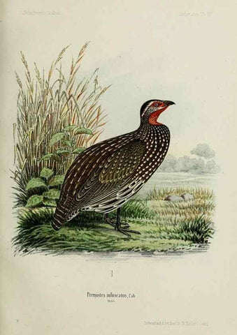 Reproducción/Reproduction 48958236162: Vögel /. Leipzig,1869. 