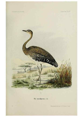 Reproducción/Reproduction 48957499633: Vögel /. Leipzig,1869. 