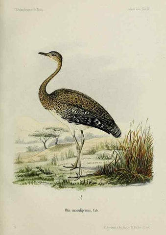 Reproducción/Reproduction 48957499633: Vögel /. Leipzig,1869. 