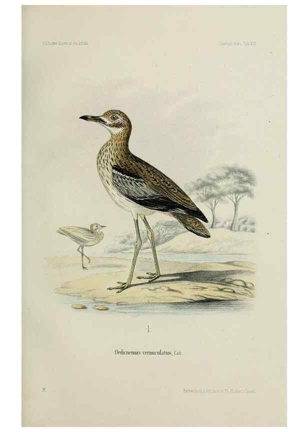 Reproducción/Reproduction 48958052186: Vögel /. Leipzig,1869. 