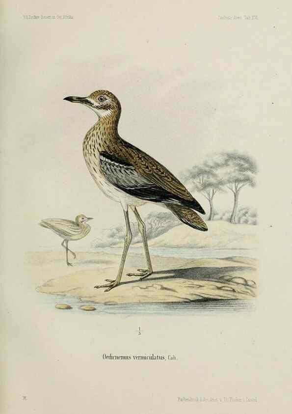 Reproducción/Reproduction 48958052186: Vögel /. Leipzig,1869. 