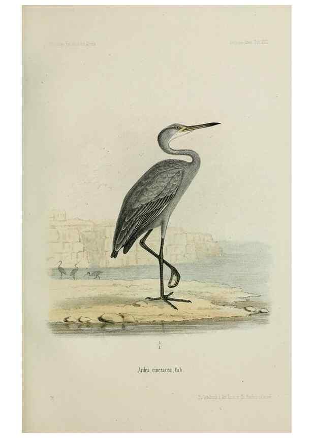 Reproducción/Reproduction 48957500323: Vögel /. Leipzig,1869. 