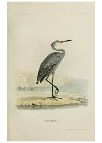 Reproducción/Reproduction 48957500323: Vögel /. Leipzig,1869. 