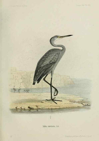 Reproducción/Reproduction 48957500323: Vögel /. Leipzig,1869. 