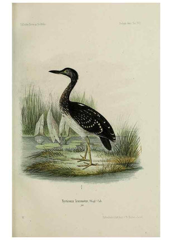Reproducción/Reproduction 48958052791: Vögel /. Leipzig,1869. 