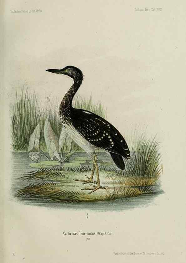Reproducción/Reproduction 48958052791: Vögel /. Leipzig,1869. 