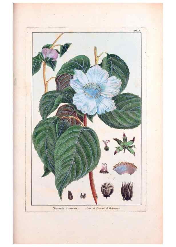 Reproducción/Reproduction 48975963672: Le grand jardin de l'univers,. Paris,Chez l'auteur,1785-1791.. 