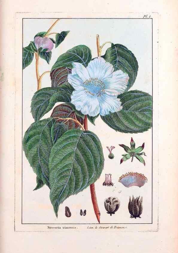 Reproducción/Reproduction 48975963672: Le grand jardin de l'univers,. Paris,Chez l'auteur,1785-1791.. 