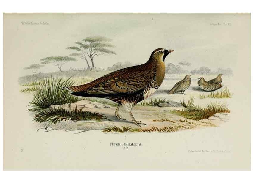 Reproducción/Reproduction 48958051011: Vögel /. Leipzig,1869. 