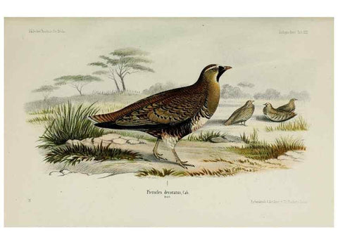 Reproducción/Reproduction 48958051011: Vögel /. Leipzig,1869. 