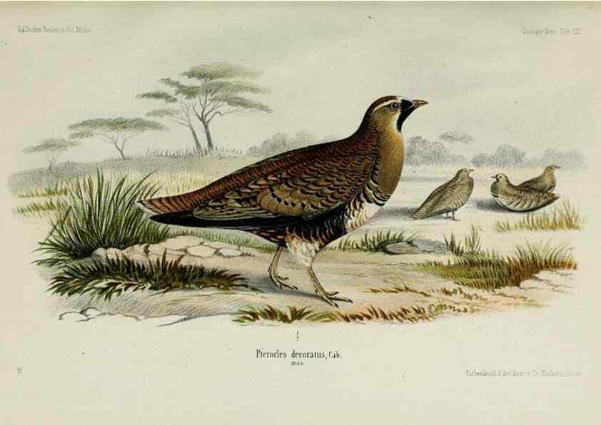 Reproducción/Reproduction 48958051011: Vögel /. Leipzig,1869. 
