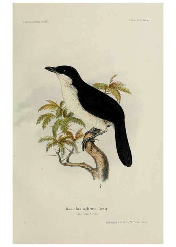 Reproducción/Reproduction 48957495313: Vögel /. Leipzig,1869. 