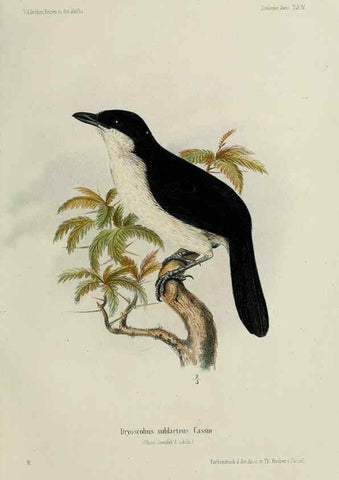Reproducción/Reproduction 48957495313: Vögel /. Leipzig,1869. 