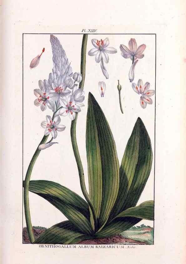 Reproducción/Reproduction 48975975127: Le grand jardin de l'univers,. Paris,Chez l'auteur,1785-1791.. 