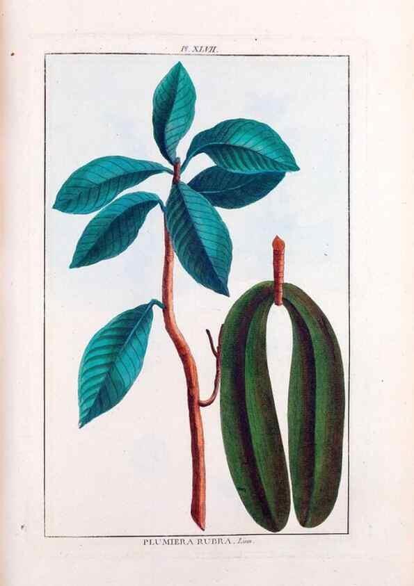 Reproducción/Reproduction 48975992357: Le grand jardin de l'univers,. Paris,Chez l'auteur,1785-1791.. 
