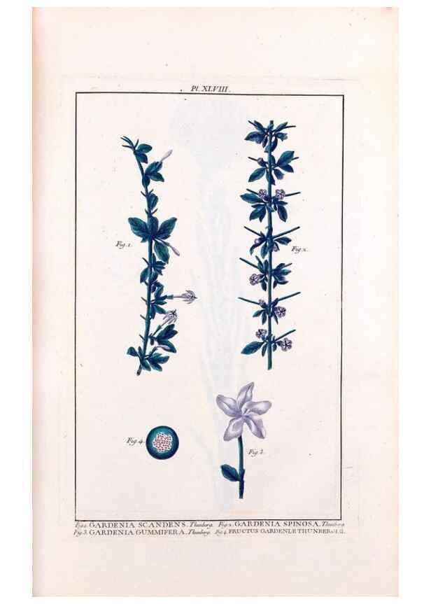 Reproducción/Reproduction 48975261883: Le grand jardin de l'univers,. Paris,Chez l'auteur,1785-1791.. 