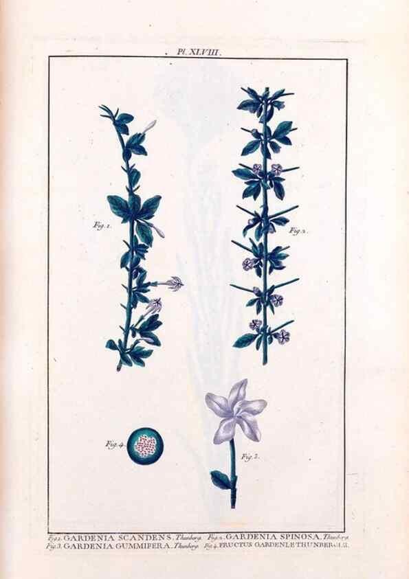 Reproducción/Reproduction 48975261883: Le grand jardin de l'univers,. Paris,Chez l'auteur,1785-1791.. 