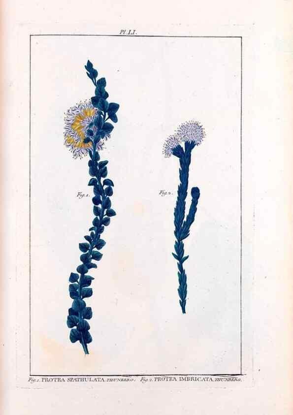 Reproducción/Reproduction 48975994062: Le grand jardin de l'univers,. Paris,Chez l'auteur,1785-1791.. 