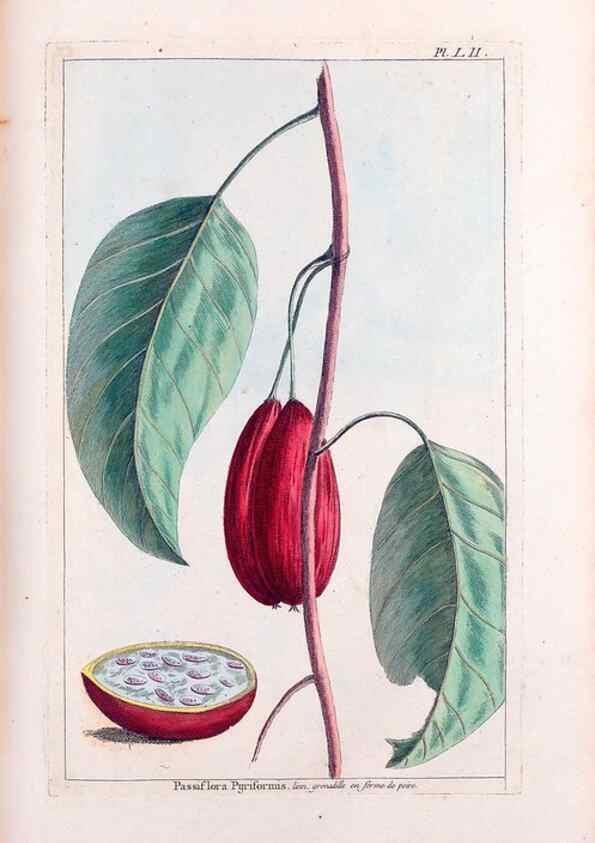 Reproducción/Reproduction 48975813706: Le grand jardin de l'univers,. Paris,Chez l'auteur,1785-1791.. 