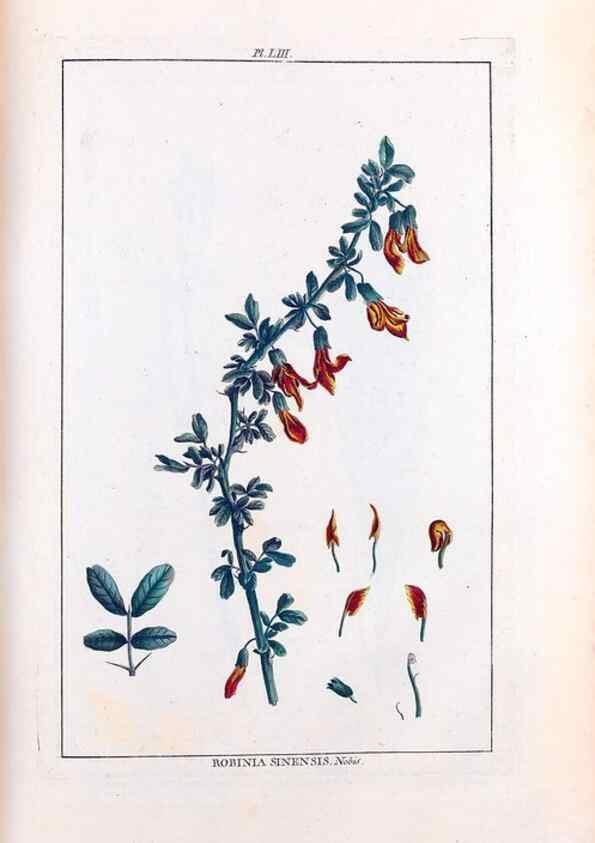 Reproducción/Reproduction 48975814096: Le grand jardin de l'univers,. Paris,Chez l'auteur,1785-1791.. 
