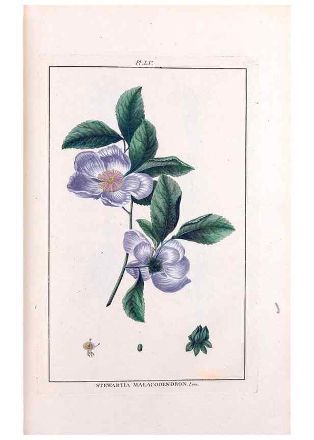 Reproducción/Reproduction 48975264938: Le grand jardin de l'univers,. Paris,Chez l'auteur,1785-1791.. 