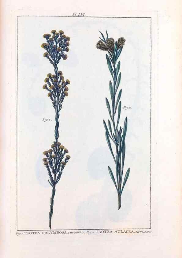 Reproducción/Reproduction 48975815091: Le grand jardin de l'univers,. Paris,Chez l'auteur,1785-1791.. 