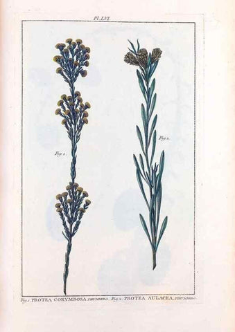 Reproducción/Reproduction 48975815091: Le grand jardin de l'univers,. Paris,Chez l'auteur,1785-1791.. 