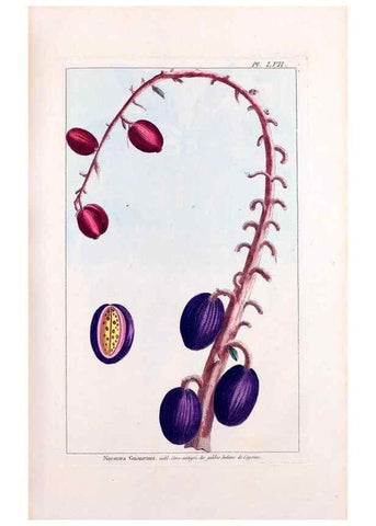 Reproducción/Reproduction 48975996447: Le grand jardin de l'univers,. Paris,Chez l'auteur,1785-1791.. 