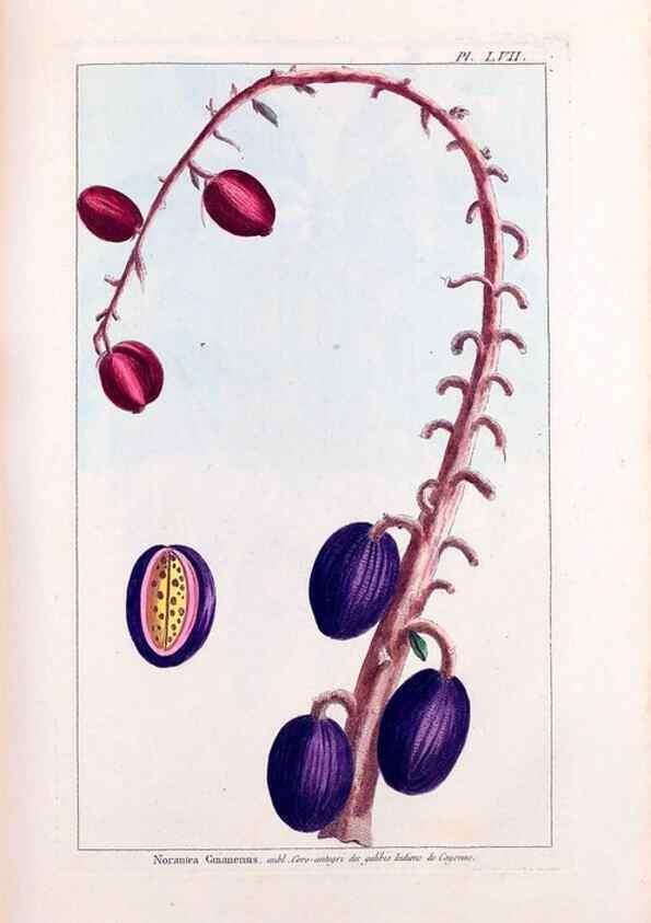 Reproducción/Reproduction 48975996447: Le grand jardin de l'univers,. Paris,Chez l'auteur,1785-1791.. 