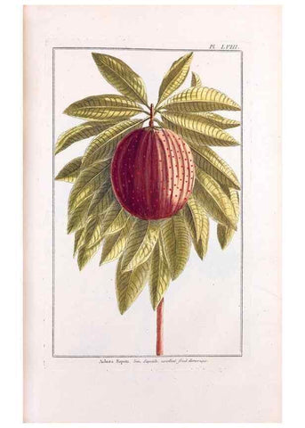 Reproducción/Reproduction 48975996852: Le grand jardin de l'univers,. Paris,Chez l'auteur,1785-1791.. 