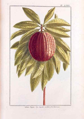 Reproducción/Reproduction 48975996852: Le grand jardin de l'univers,. Paris,Chez l'auteur,1785-1791.. 