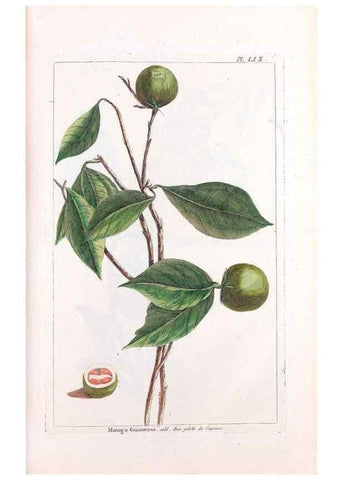 Reproducción/Reproduction 48975997212: Le grand jardin de l'univers,. Paris,Chez l'auteur,1785-1791.. 