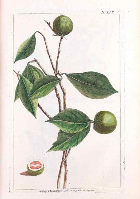 Reproducción/Reproduction 48975997212: Le grand jardin de l'univers,. Paris,Chez l'auteur,1785-1791.. 