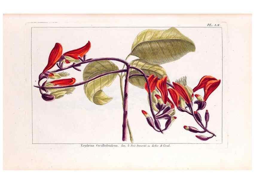 Reproducción/Reproduction 48975816876: Le grand jardin de l'univers,. Paris,Chez l'auteur,1785-1791.. 