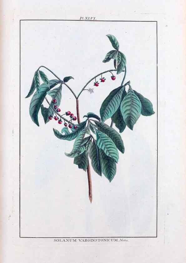 Reproducción/Reproduction 48975810736: Le grand jardin de l'univers,. Paris,Chez l'auteur,1785-1791.. 