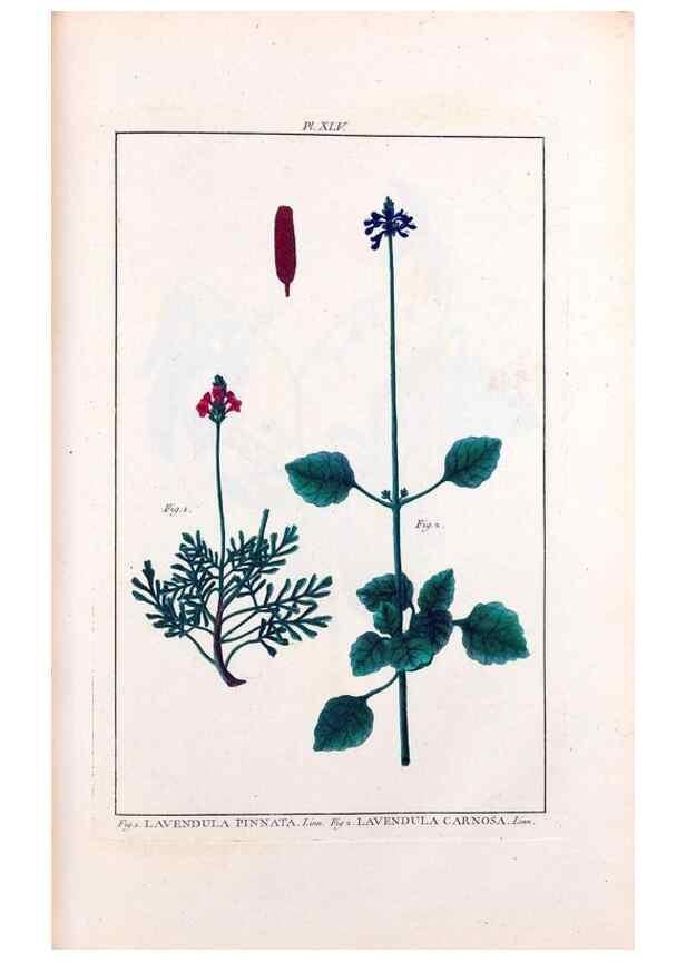 Reproducción/Reproduction 48975991387: Le grand jardin de l'univers,. Paris,Chez l'auteur,1785-1791.. 