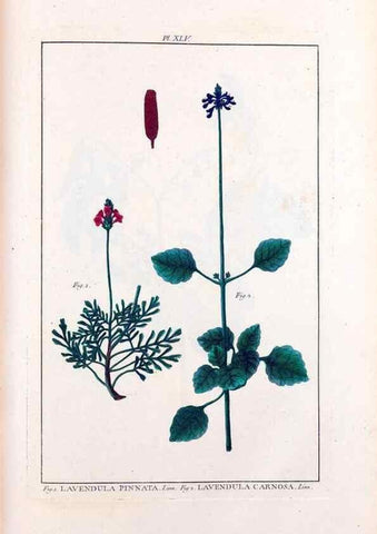 Reproducción/Reproduction 48975991387: Le grand jardin de l'univers,. Paris,Chez l'auteur,1785-1791.. 
