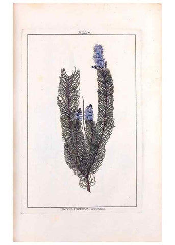 Reproducción/Reproduction 48975809886: Le grand jardin de l'univers,. Paris,Chez l'auteur,1785-1791.. 
