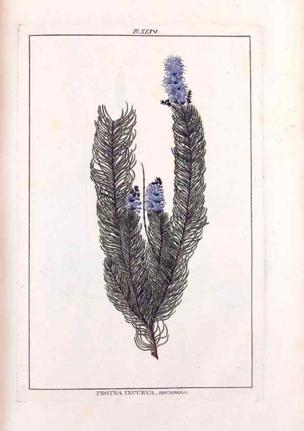 Reproducción/Reproduction 48975809886: Le grand jardin de l'univers,. Paris,Chez l'auteur,1785-1791.. 
