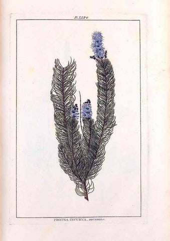 Reproducción/Reproduction 48975809886: Le grand jardin de l'univers,. Paris,Chez l'auteur,1785-1791.. 