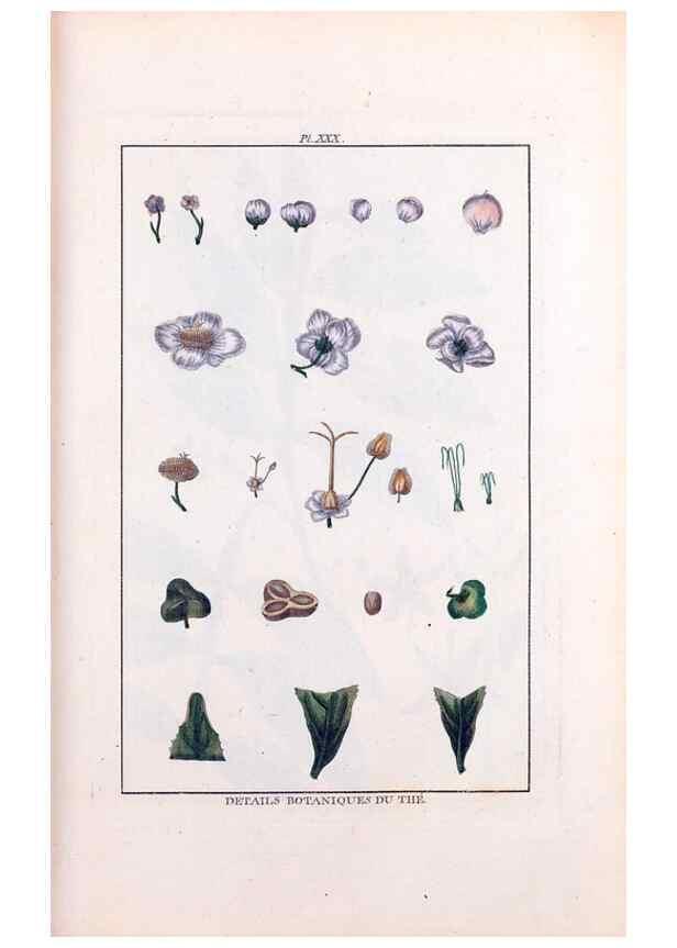 Reproducción/Reproduction 48975253813: Le grand jardin de l'univers,. Paris,Chez l'auteur,1785-1791.. 